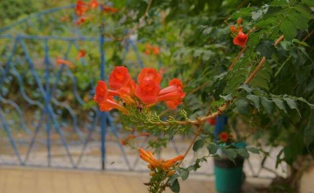 Гостиница Beliy Vikhr Guest House Сочи-14